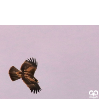 گونه سارگپه پرپا Rough-legged Buzzard